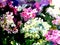 Watercolor art background colorful summer fresh flower violet white phlox