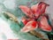 Watercolor art background nature delicate light red pink romantic bright flower lily single