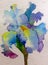 Watercolor art background romantic delicate spring magic blue yellow iris single flower wet wash blurred creative decoration