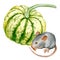 Watercolor art of beautiful portrait of mouse and pumpkin on white background.  For posters, textile design, postcard