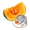 Watercolor art of beautiful portrait of mouse and pumpkin on white background.  For posters, textile design, postcard