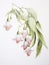 Watercolor Art of Peristeria Elata on White Backdrop AI Generated