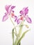 Watercolor Art of the Peristeria Elata on a White Backdrop AI Generated