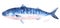Watercolor Atlantic mackerel fish