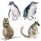 Watercolor australian blue Penguins,  numbat, Quokka  illustration