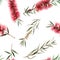 Watercolor australian callistemon seamless pattern