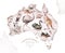 Watercolor australian cartoon kangaroo, ostrich Emu , koala and flying fox, owl, Echidna . Australian Black Swan and