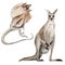 Watercolor australian kangaroo and lizard illustrations