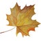 Watercolor autumn colorful isolated leaf