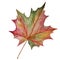 Watercolor autumn colorful isolated leaf