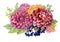 Watercolor autumn garden blooming flowers illustration on white background.