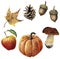 Watercolor autumn harvest set. Hand painted pine cone, acorn, pumpkin, apple, mushroom and yellow leaf isolated on white
