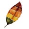 Watercolor Autumn leaf , Digital hand paint muliticolour isolated leaf on white background, Natural elements for Thank giving card