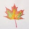 Watercolor autumn leaf. Fall foliage. Autumnal design. Seasonal decorative beautiful multi-colored drawing leaf.