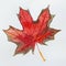 Watercolor autumn leaf. Fall foliage. Autumnal design. Seasonal decorative beautiful multi-colored drawing leaf.