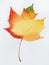Watercolor autumn leaf. Fall foliage. Autumnal design. Seasonal decorative beautiful multi-colored drawing leaf.
