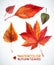 Watercolor autumn leaf set.Vector illustration Collection of watercolor hand drawn leaves.