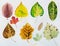 Watercolor autumn leaves. Fall foliage. Autumnal design. Seasonal decorative beautiful multi-colored drawing leaves. Original