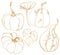 Watercolor autumn linear set of gold pumpkins and leaves. Hand painted gourds isolated on white background. Botanical