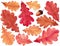 Watercolor autumn oak leaves. Hand drawn illustration isolated on white