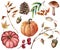 Watercolor autumn plants set. Hand painted pumpkins, leaves, mushroom, rowan, apple, cone, acorn isolated on white
