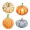 Watercolor autumn pumpkins and gourds set, isolated. fall seasonal vegetables, hand painted