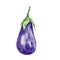 watercolor autumn purple vegetable eggplant