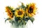 Watercolor autumn sunflowers on white background. Floral watercolor illustration for design, print, fabric or background