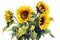 Watercolor autumn sunflowers on white background. Floral watercolor illustration for design, print, fabric or background