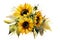 Watercolor autumn sunflowers on white background. Floral watercolor illustration for design, print, fabric or background