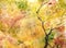 Watercolor autumn yellow orange green tree leaf foliage branch texture background