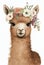 Watercolor baby alpaca brown with flowers crown. Cute llama face farm animal. Beautiful portrait for concept design.
