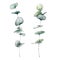 Watercolor baby blue eucalyptus set. Hand painted eucalyptus round leaves and branch isolated on white background