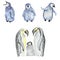 Watercolor baby penguins and adult penguins set