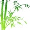 Watercolor Bamboo branches isolated on the white