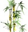 Watercolor bamboo with leaves