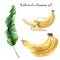 Watercolor banana set. Hand painted tropical fruit and leaves isolated on white background. Food botanical illustration