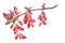 Watercolor barberry branch with red and ochre leaves