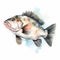 Watercolor Barramundi Fish Clipart On White Background