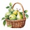 Watercolor Basket With Pears And Leaves - Realistic Scenery
