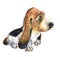 Watercolor Basset hound poppy.