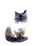 Watercolor beautiful portrait cat. Pets watercolor silhouette sketch