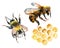 Watercolor bee, bumble bee and honeycomb set