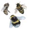 Watercolor bees and bumblebees on the white background. Insect illustrations