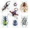 Watercolor beetles collection on a white background. Animal, insects. Entomology. Wildlife. Can be printed on T-shirts