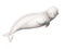 Watercolor beluga isolated on white background. Hand painting realistic Arctic and Antarctic ocean mammals. For