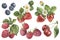 Watercolor berries set hand drawn illustration. Blueberry strawberry cherry raspberry. Fresh berry