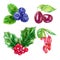 Watercolor berries set with ilex aquifolium leaves blueberry barberry