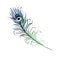 Watercolor Bird Feather blue green purple illustration