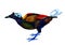 Watercolor bird of paradise